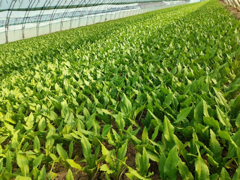 北京油麦菜(安全健康之选)