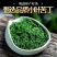 小叶苦丁茶贵州余庆嫩芽正宗小叶苦丁罐装青山绿水新货苦丁茶批发