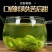 小叶苦丁茶贵州余庆嫩芽正宗小叶苦丁罐装青山绿水新货苦丁茶批发