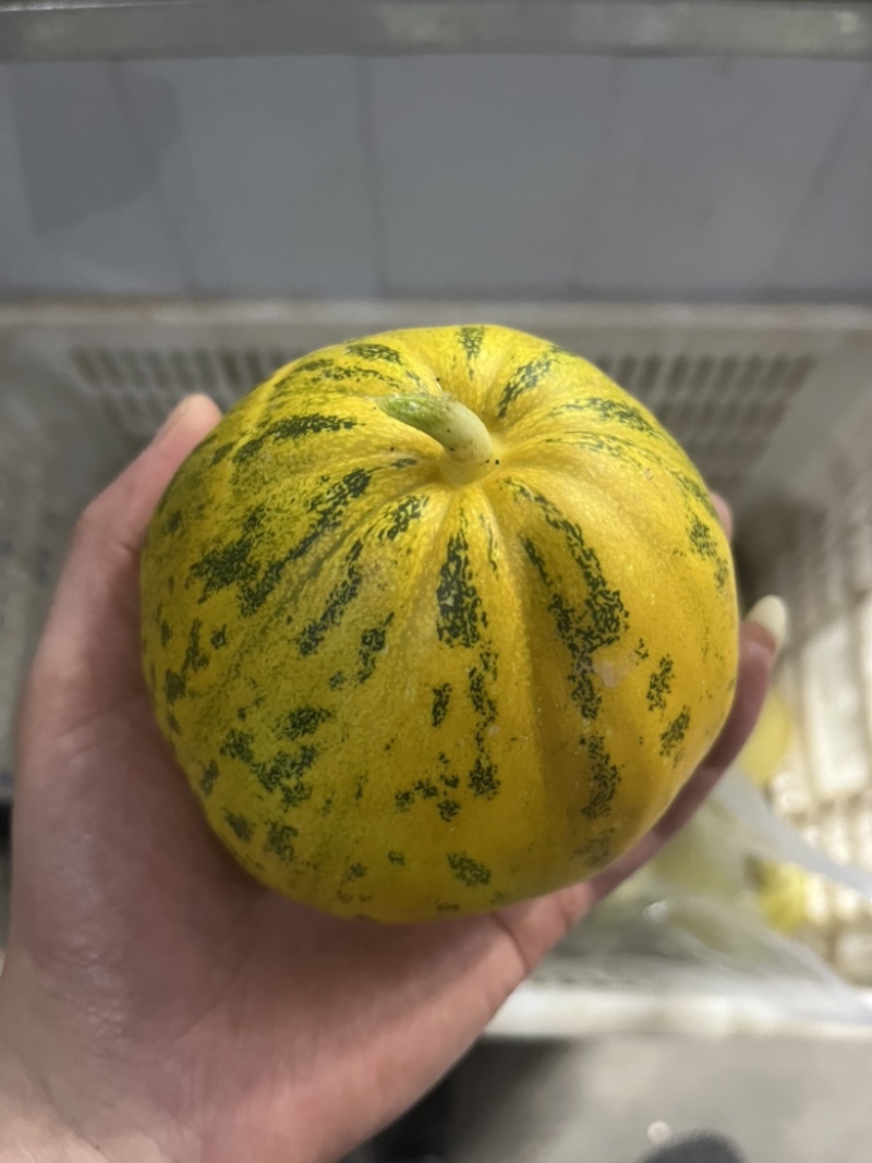 香瓜，甜瓜，小白瓜，盐城本地香瓜，美浓香瓜，上市中