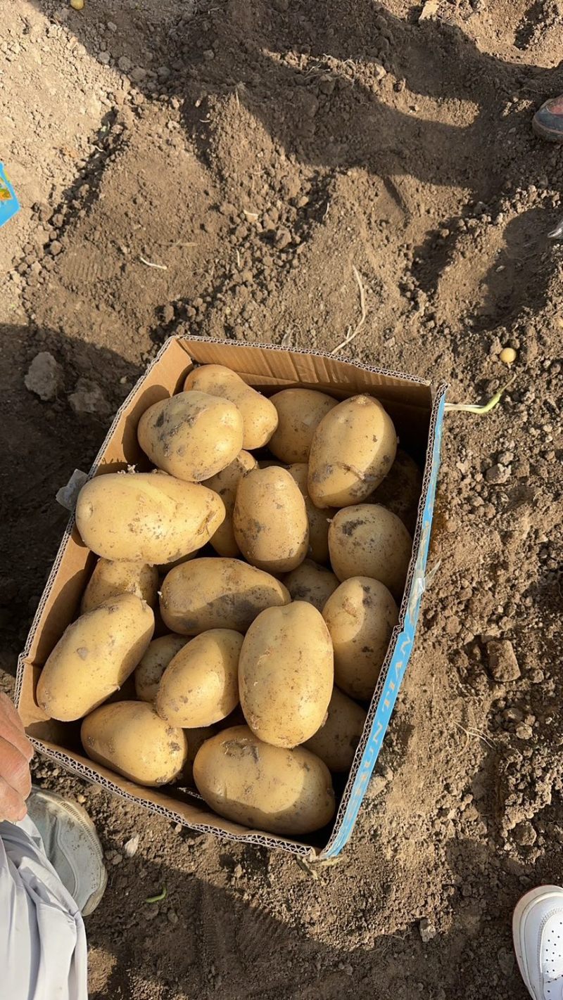 精品土豆沃土市场电商批发大土豆团购