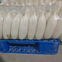 河北精品白萝卜长条可以水洗表皮干净无黑点不糠心带把不带把