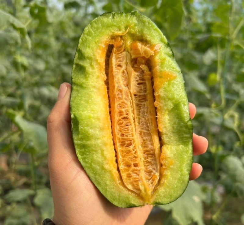 1推荐河北博洋甜瓜博洋九博洋九一基地直供量大从优