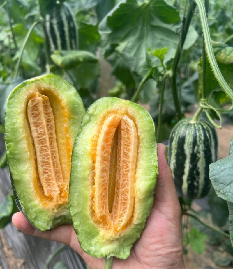 1推荐河北博洋甜瓜博洋九博洋九一基地直供量大从优