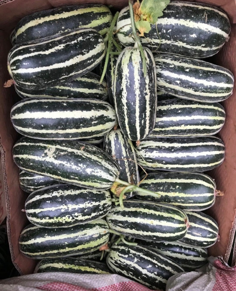 1推荐河北博洋甜瓜博洋九博洋九一基地直供量大从优