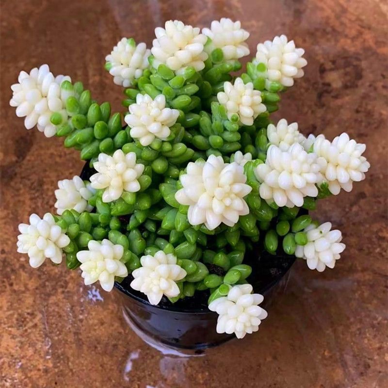 彩虹雪花玉坠多肉植物雪花玉坠锦阳台办公室花卉盆栽净化空气吊兰