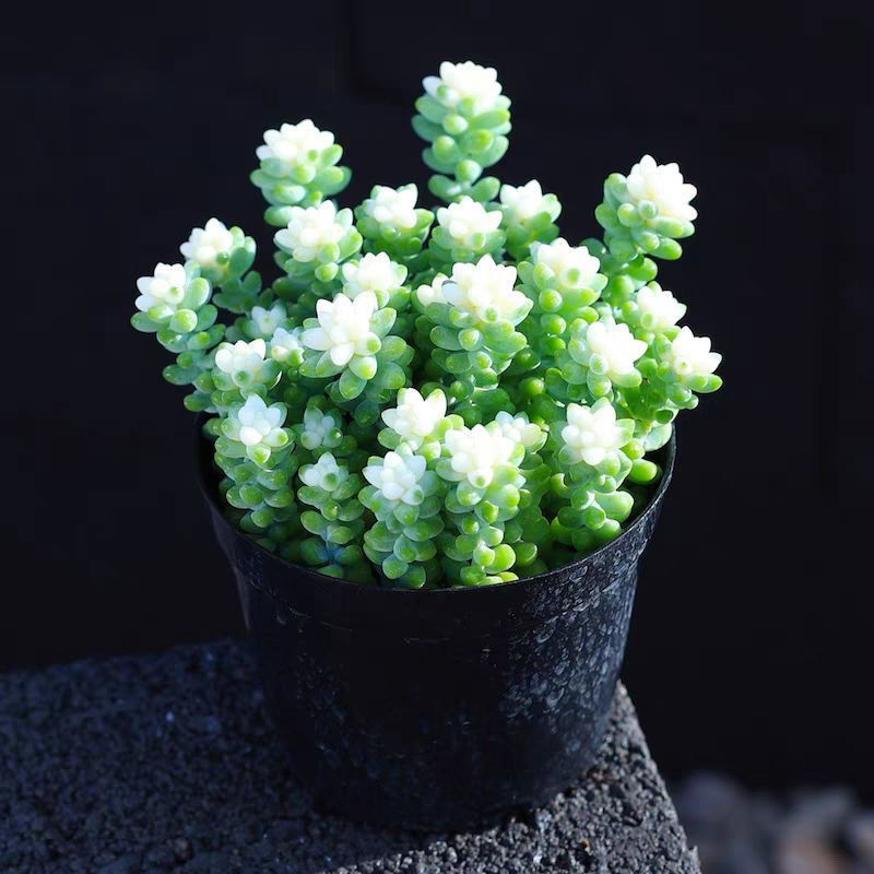 彩虹雪花玉坠多肉植物雪花玉坠锦阳台办公室花卉盆栽净化空气吊兰