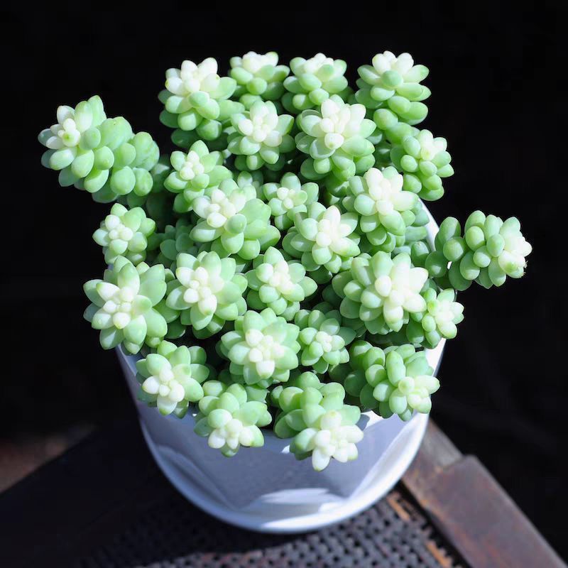 彩虹雪花玉坠多肉植物雪花玉坠锦阳台办公室花卉盆栽净化空气吊兰