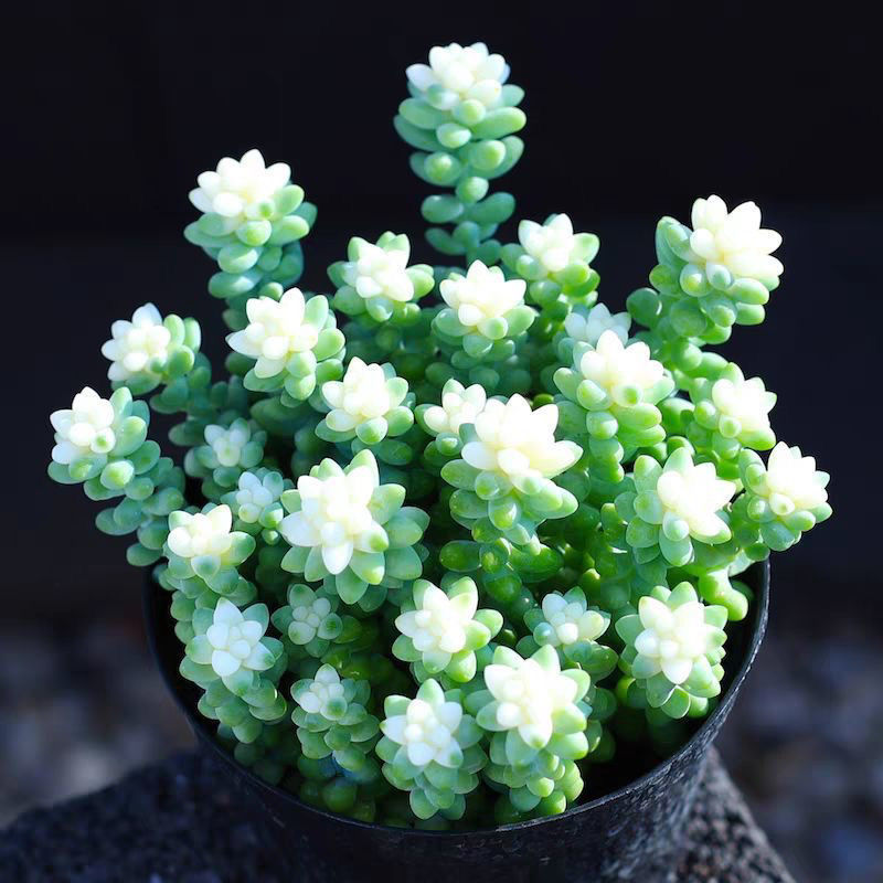 彩虹雪花玉坠多肉植物雪花玉坠锦阳台办公室花卉盆栽净化空气吊兰