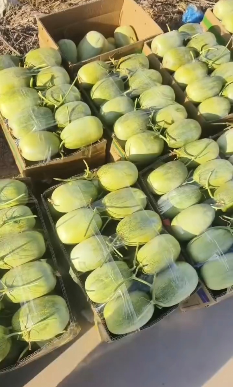 1推荐河北甜瓜金冠甜瓜糖度高脆甜多汁基地一手货源