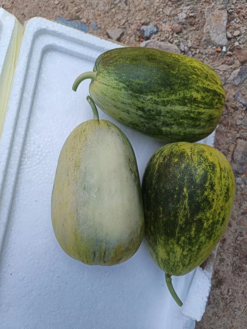 1推荐河北甜瓜金冠甜瓜糖度高脆甜多汁基地一手货源