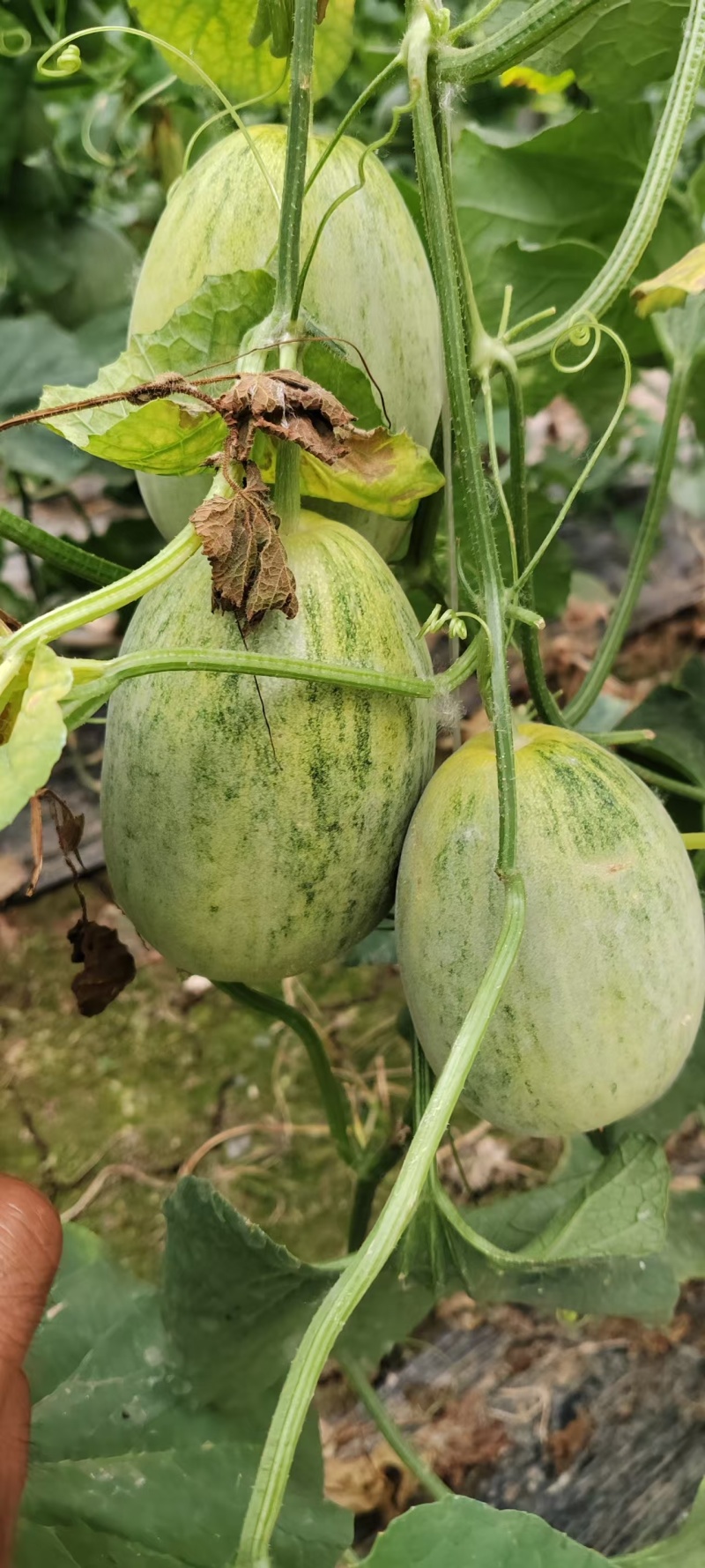 1推荐河北甜瓜金冠甜瓜糖度高脆甜多汁基地一手货源