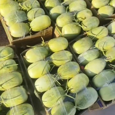 1推荐河北甜瓜金冠甜瓜糖度高脆甜多汁基地一手货源