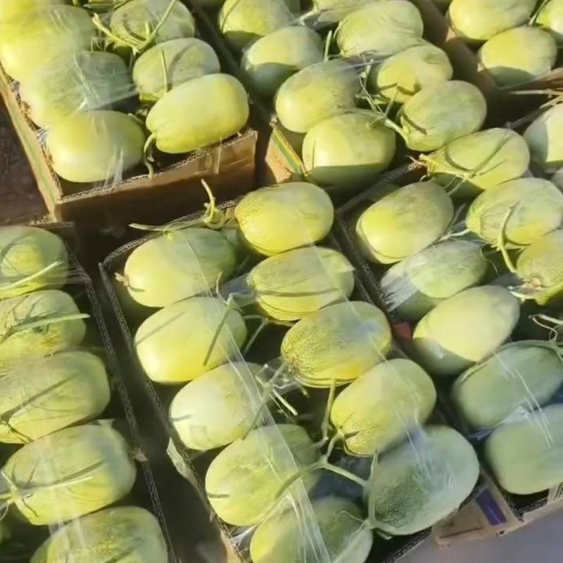 1推荐河北甜瓜金冠甜瓜糖度高脆甜多汁基地一手货源