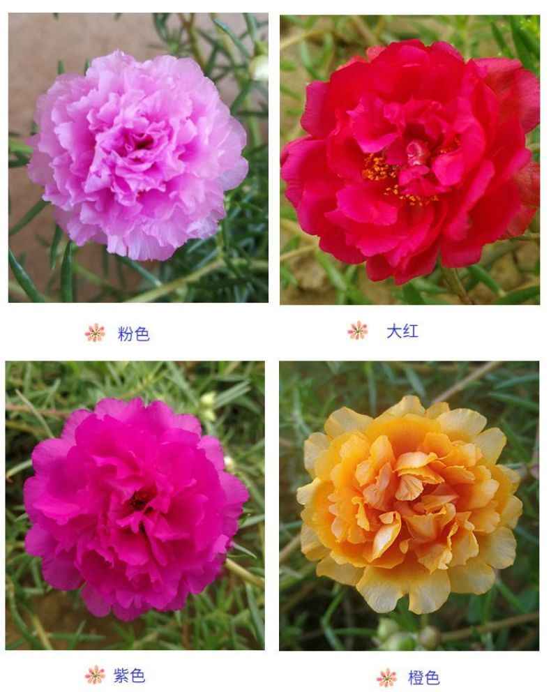 重瓣太阳花枝条花苗