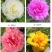 重瓣太阳花枝条花苗