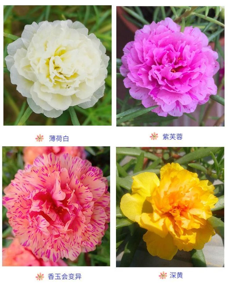 重瓣太阳花枝条花苗