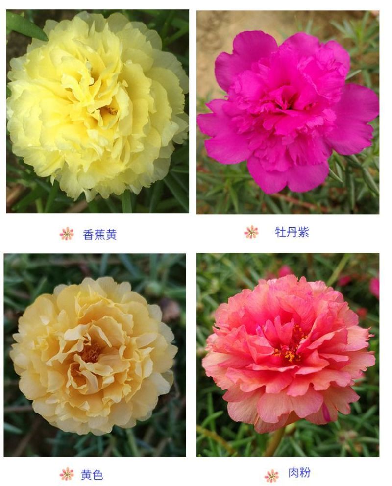 重瓣太阳花枝条花苗