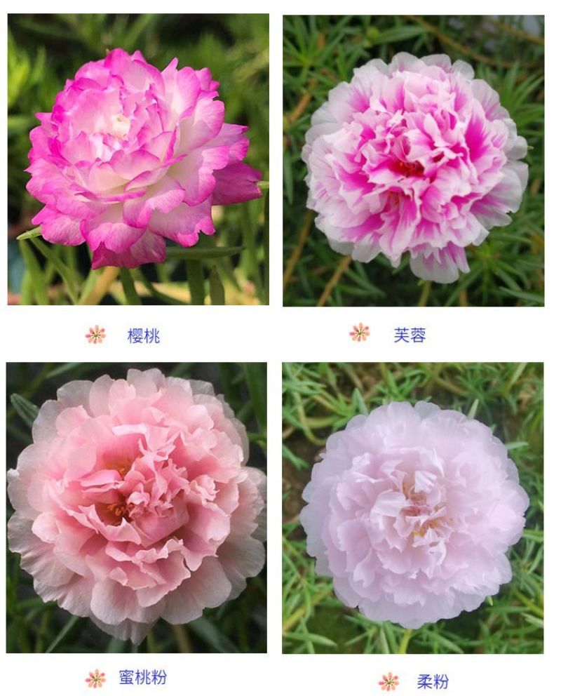 重瓣太阳花枝条花苗
