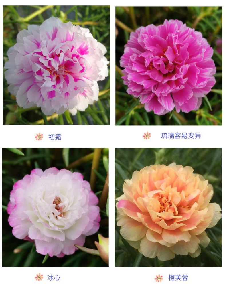 重瓣太阳花枝条花苗