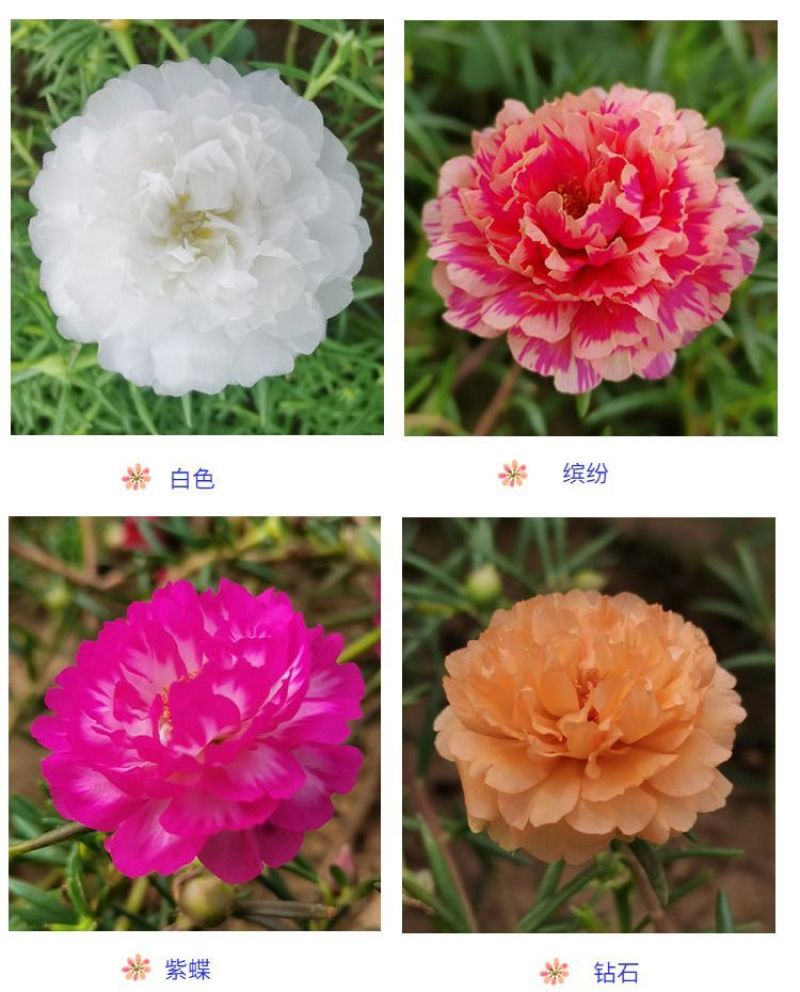 重瓣太阳花枝条花苗