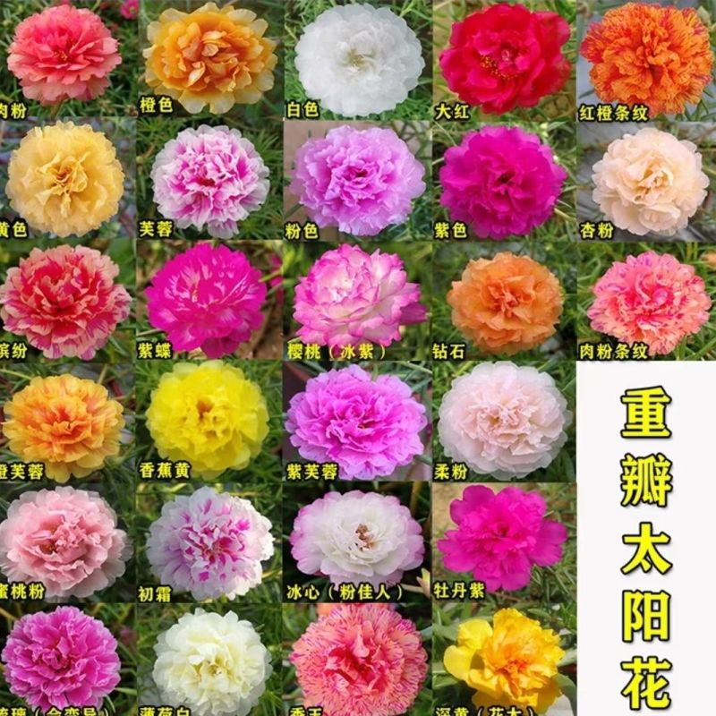 重瓣太阳花枝条花苗