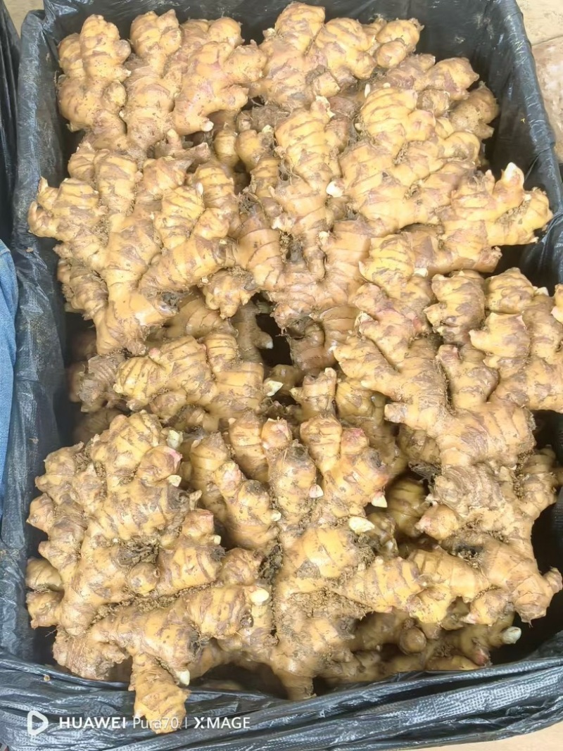 长期共应二黄姜，小黄姜