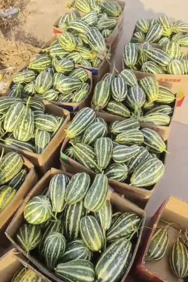 1推荐青县博洋九一河北甜瓜博洋九博洋六一一手货源