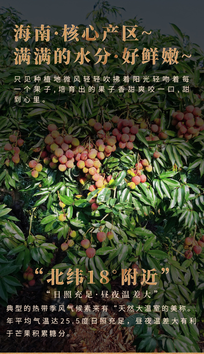 广东荔枝妃子笑白糖罂一件代发包邮代办直播