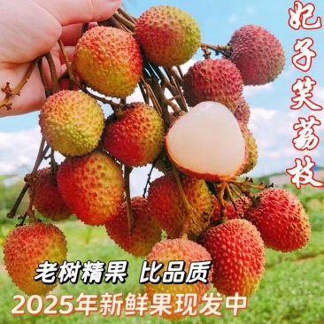 广东荔枝妃子笑白糖罂一件代发包邮代办直播