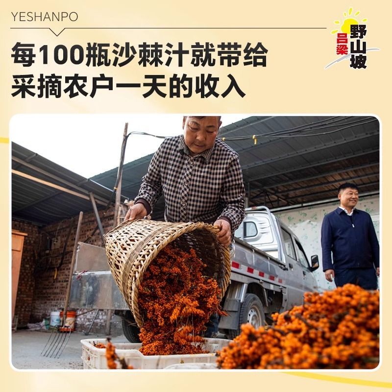 沙棘汁吕梁野山坡山西特产饮料整箱果汁网红沙棘汁瓶装300