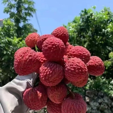 广东（白糖罂荔枝）原产地直发，皮薄多汁