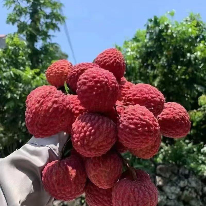 广东（白糖罂荔枝）原产地直发，皮薄多汁