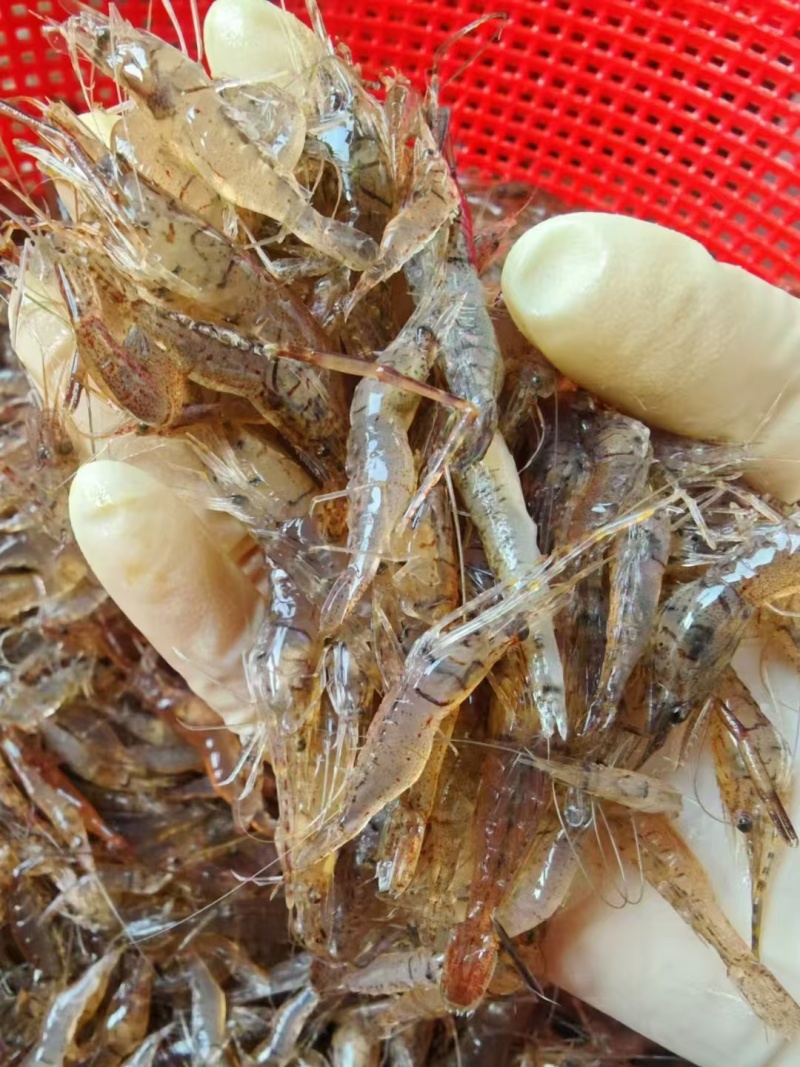 盒装河虾，半斤一盒，大大解决了包装问题，方便存放/使用