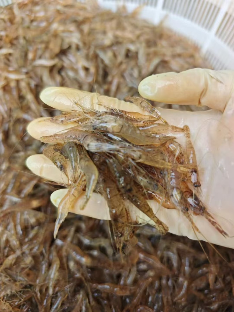 盒装河虾，半斤一盒，大大解决了包装问题，方便存放/使用