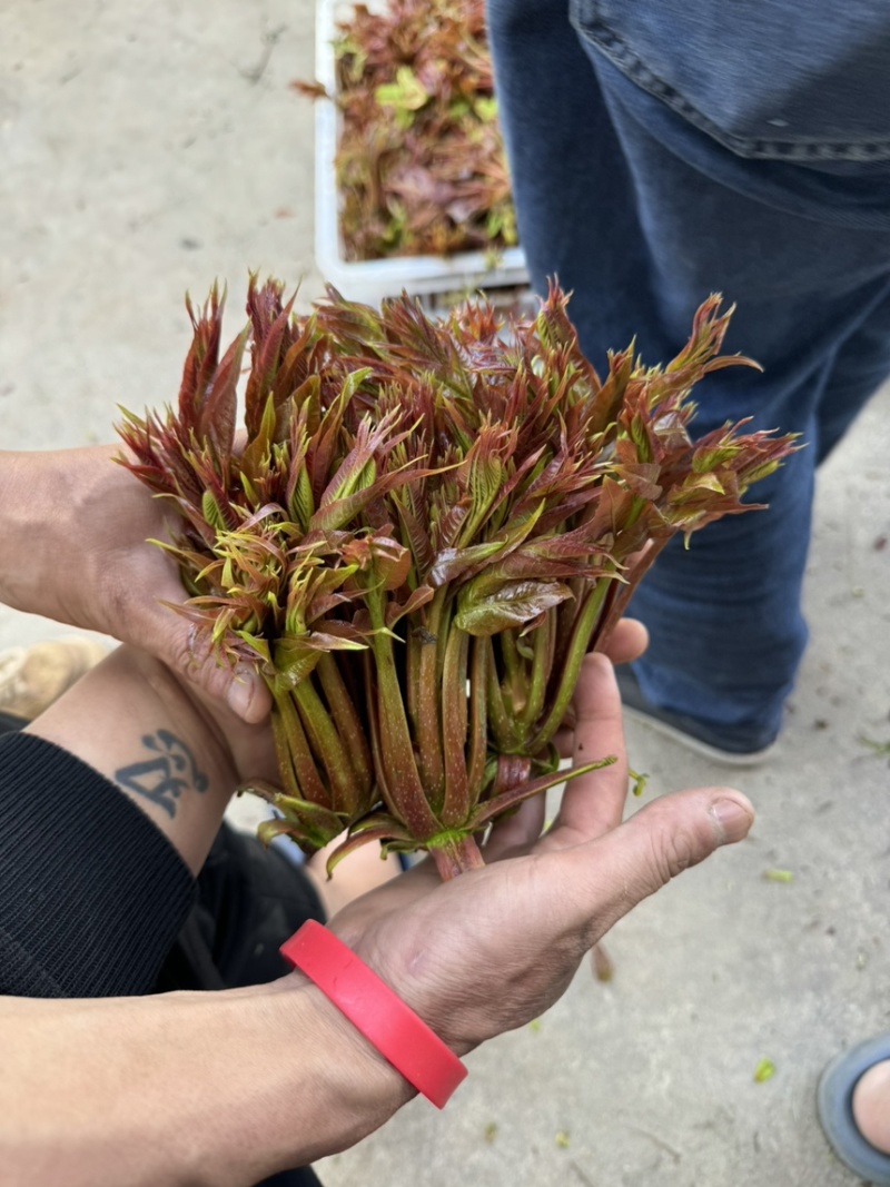 云南大树番茄