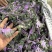 云南大树番茄