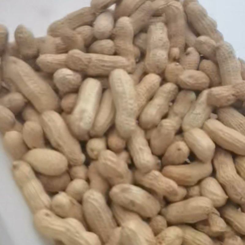 精品四粒红