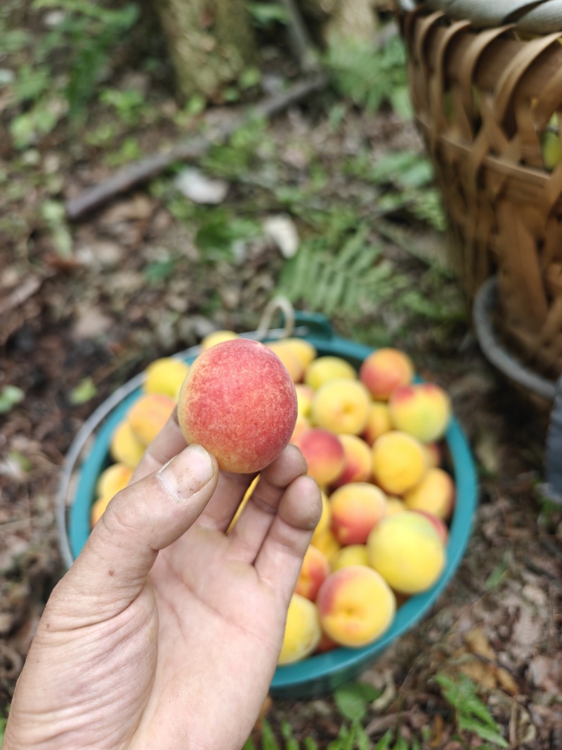 青梅南高梅