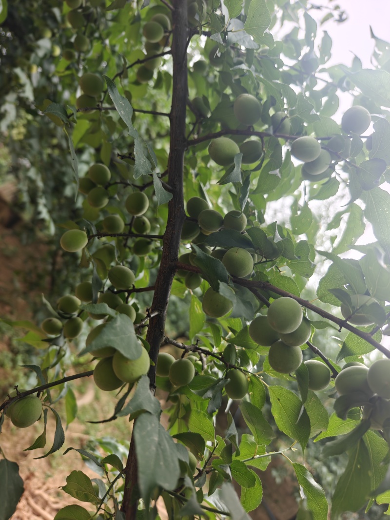 青梅南高梅
