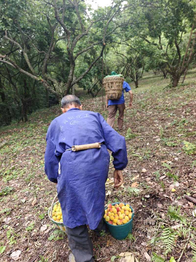 青梅南高梅