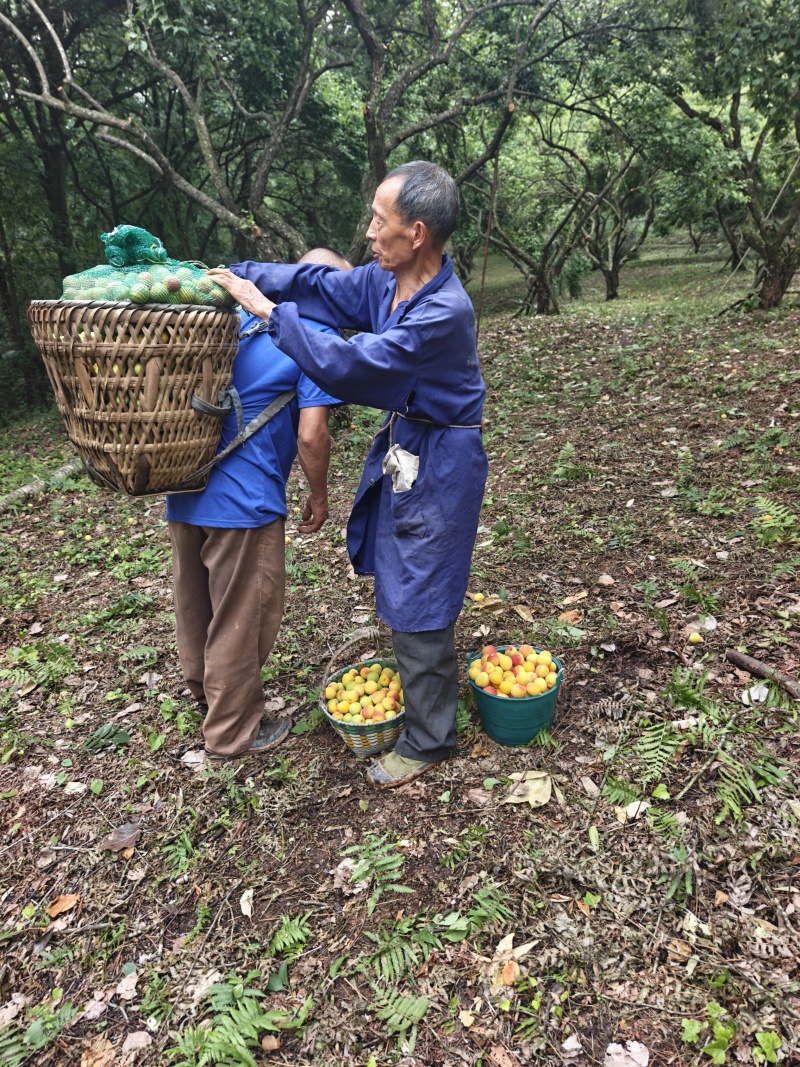 青梅南高梅