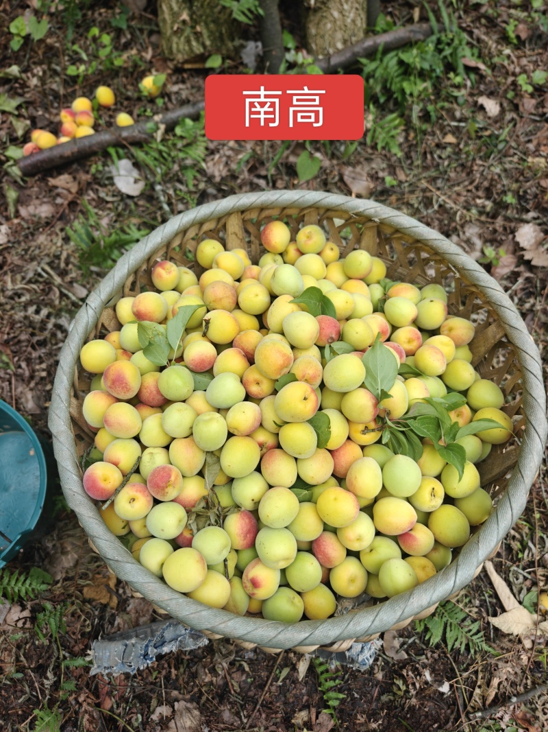 青梅南高梅