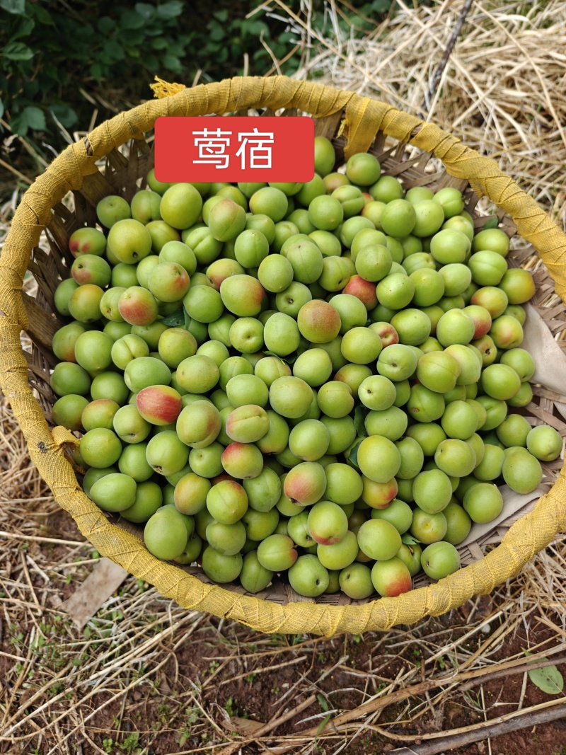 青梅南高梅
