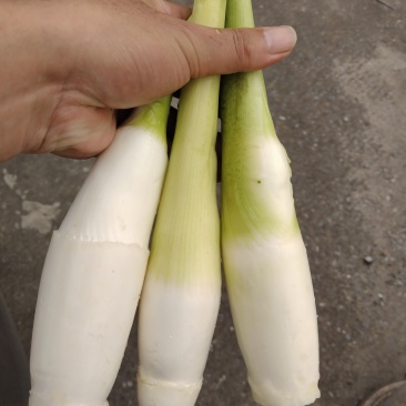 茭白，精品，电商大量可持续供应