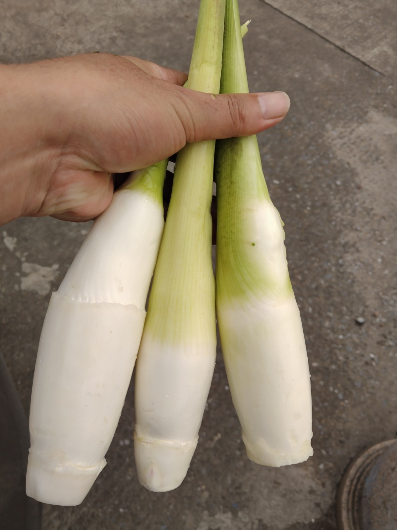 茭白，精品，电商大量可持续供应