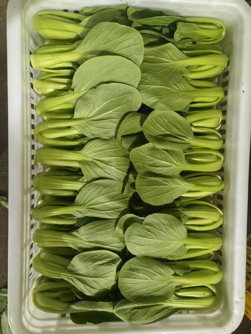油菜