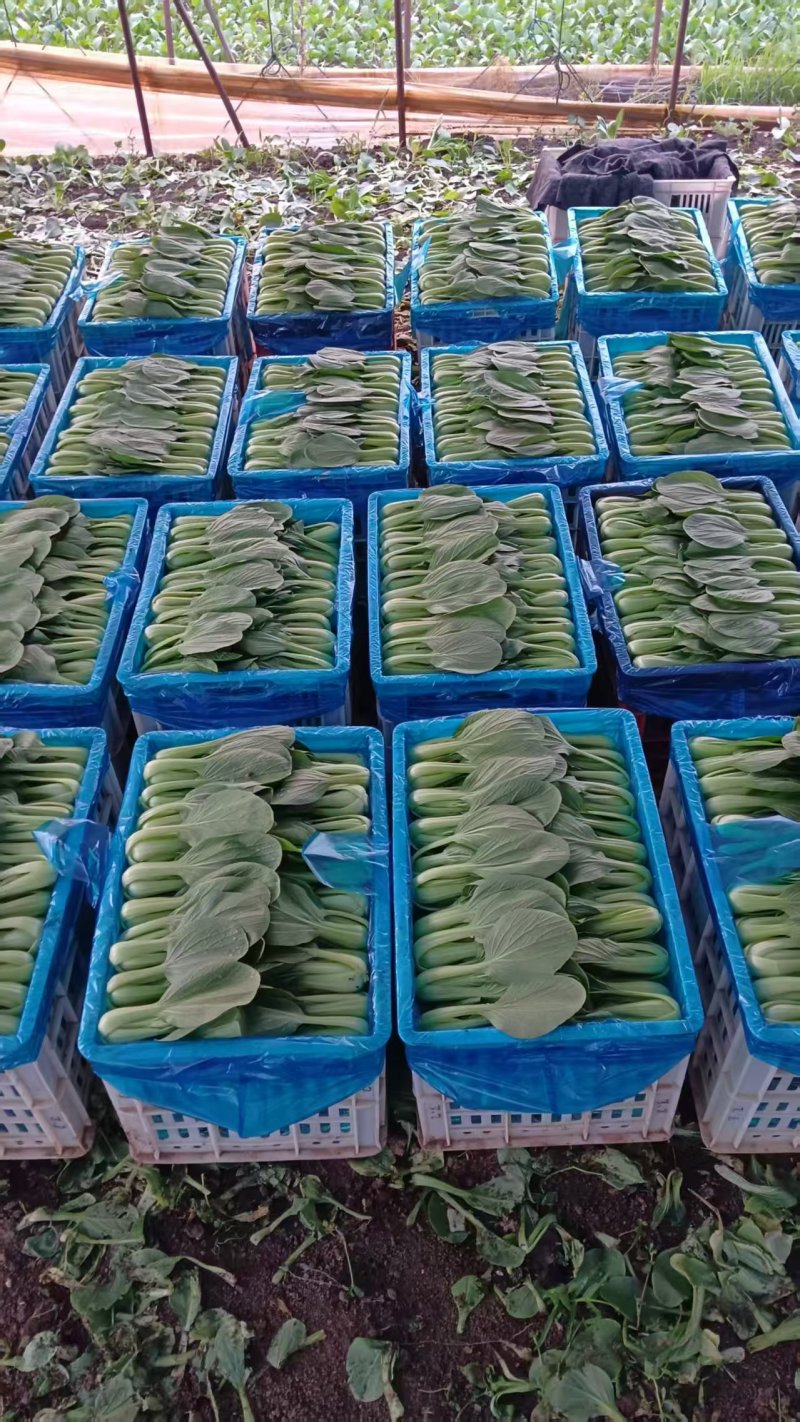 油菜