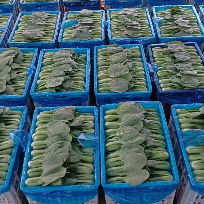 油菜