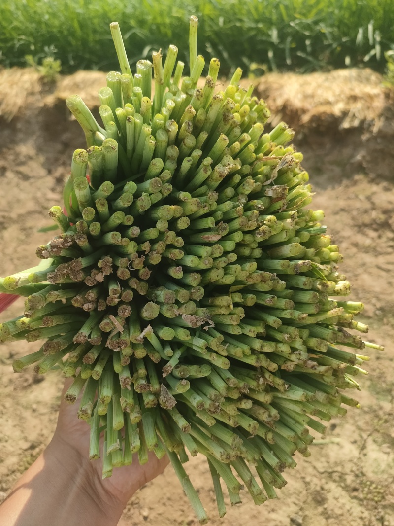 韭菜